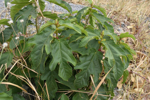 Cây Ngõa khỉ. Ficus hirta Vahl var. roxburghii - Cây Thuốc Nam Quanh Ta